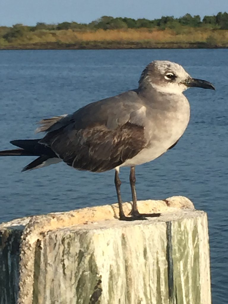 A seagull finding peace, settled down on top of a piling.