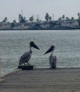 A couple of pelicans facing each other, starting conversation.