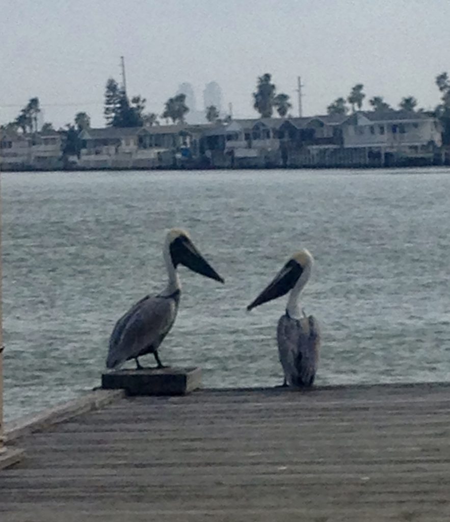 Two pelicans face to face, the start of good communication.