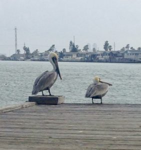 One pelican turns away as communication starts going badly.