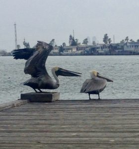 One pelican gets angry and pursues; the other stonewalls and withdraws.