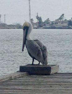 One pelican left alone after communication broke down.