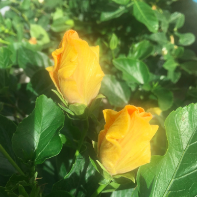 Bright Yellow-Orange Habiscus Buds Promising Spring
