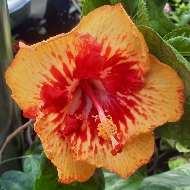 3 Encouragements to Help You Flow Into Fall -- Fiery orange-red habiscus flower