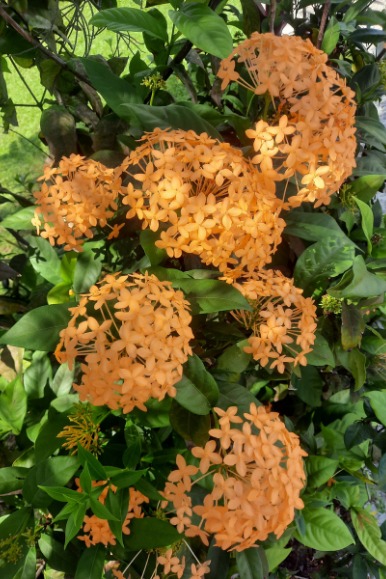 3 Encouragements to Help You Flow Into Fall -- Orange Ibex tropical flowers