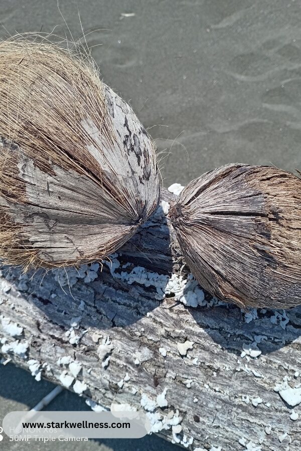 How to Communicate Your Anger - 2 coconuts look like in love talking - www.starkwellness.com